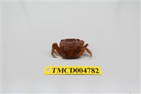 藏品(絨毛近方蟹)的圖片